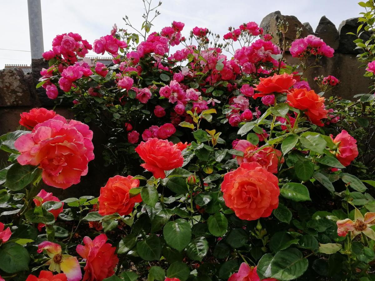 Fox Heaven B&B Carrickfergus Exterior foto